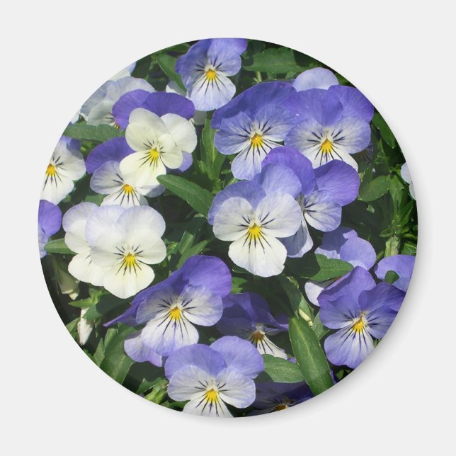 Lila Pansies Garden Blommigt Magnet (Framsidan)