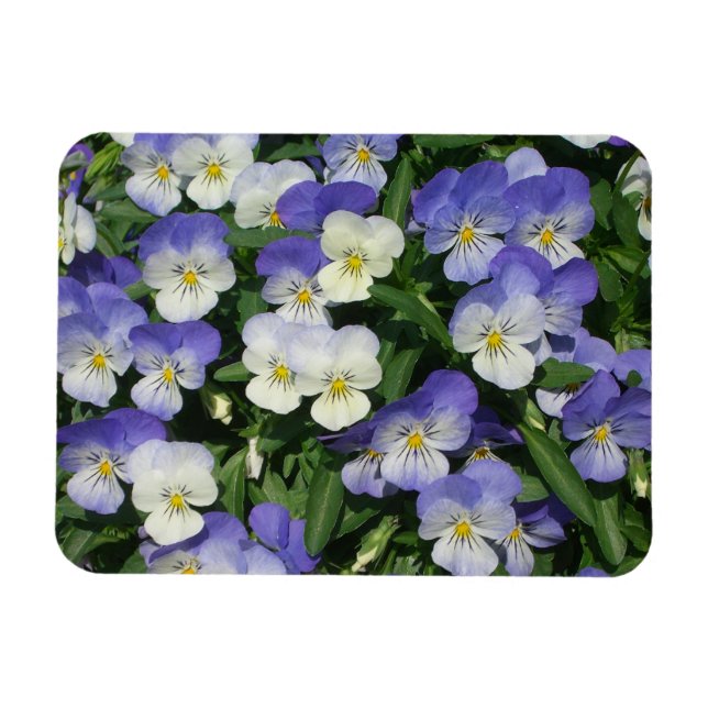 Lila Pansies Garden Blommigt Magnet (Horisontell)