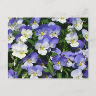 Lila Pansies Garden Blommigt Vykort