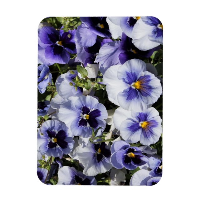 Lila Pansies Magnet (Vertikal)