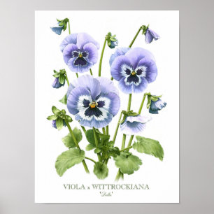 Lila Pansies Original Art Print Poster