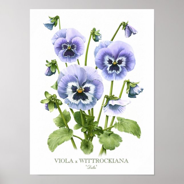 Lila Pansies Original Art Print Poster (Framsidan)