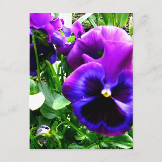 Lila Pansies Vykort (Framsida)