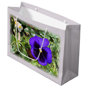 Lila Pansy