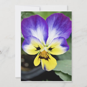 Lila Pansy