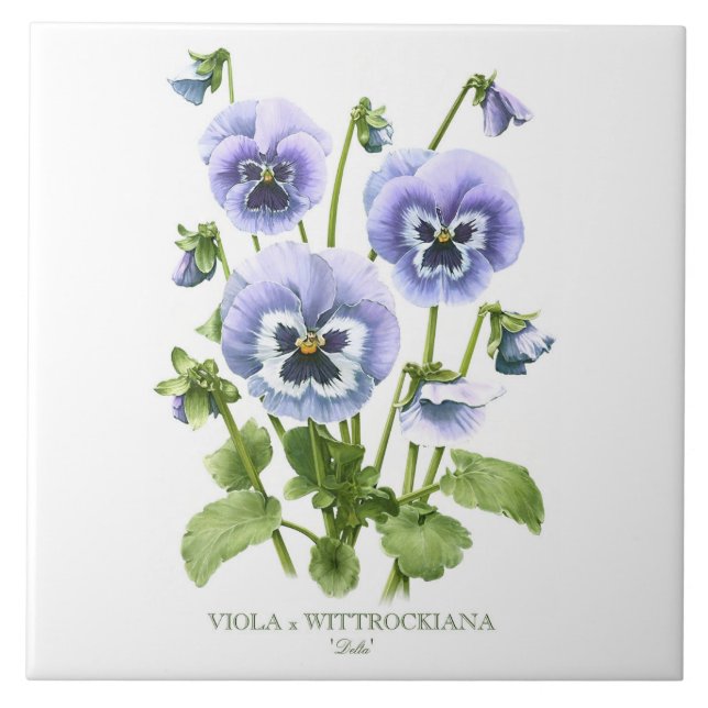 Lila Pansy Blommigt Botanical Stil Art Kakelplatta (Framsidan)