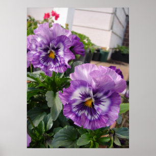 Lila Pansy Blommigt Flowers Fotografi Poster