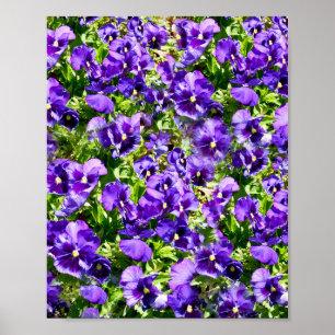 Lila Pansy Fält Poster