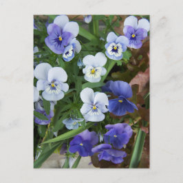 Lila Pansy Flower vycard Vykort