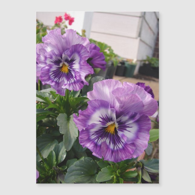 Lila Pansy-fotoblommor blommigt Mangetic Card (Framsida)