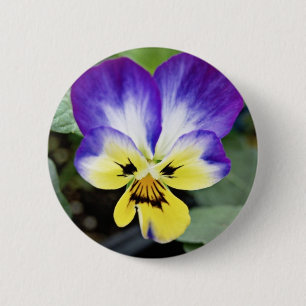Lila Pansy Knapp