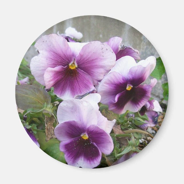 Lila Pansy Magnet (Framsidan)