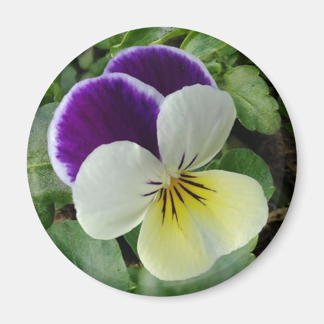 Lila Pansy Magnet (Framsidan)