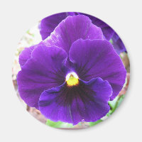 Lila Pansy