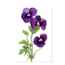 Lila Pansy