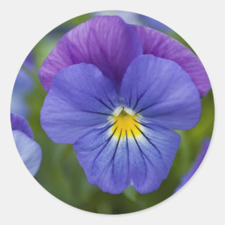 Lila Pansy Runt Klistermärke