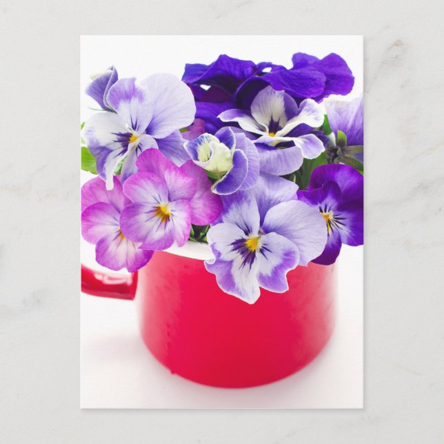 lila Pansy Vykort (Framsida)