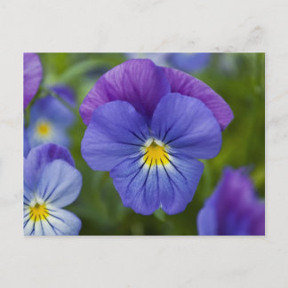 Lila Pansy Vykort