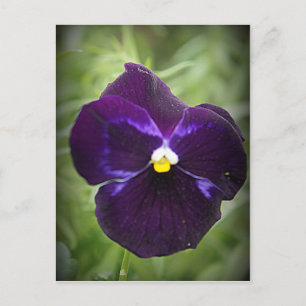 Lila Pansy Vykort