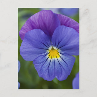 Lila Pansy Vykort