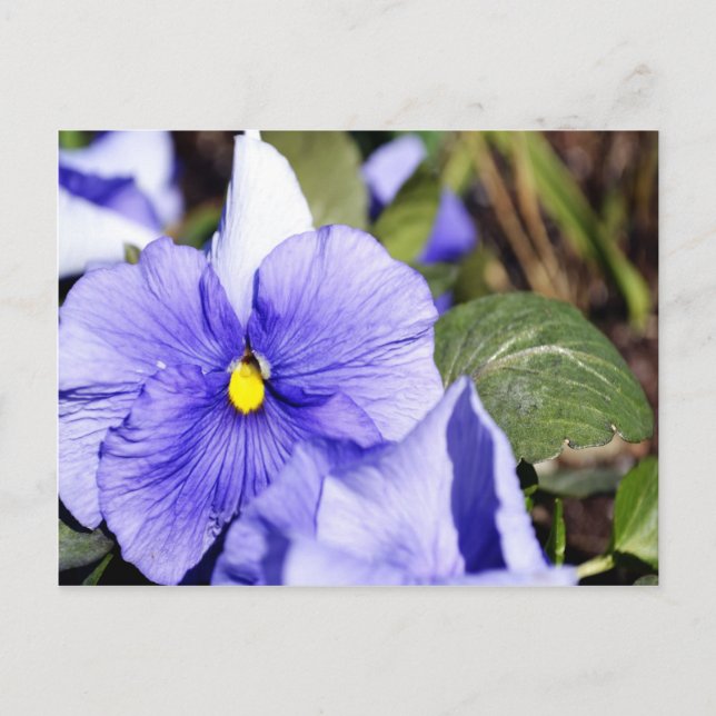 Lila Pansy Vykort (Framsida)