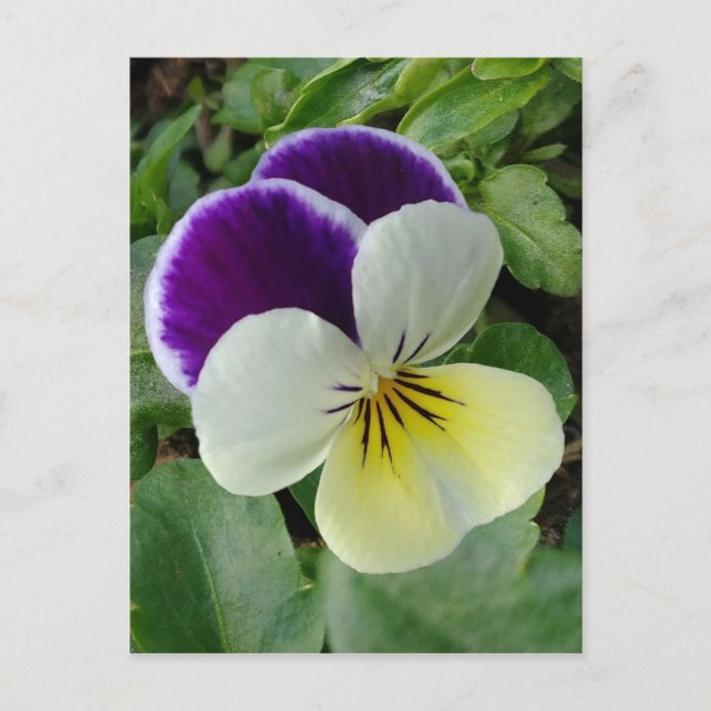 Lila Pansy Vykort (Framsida)