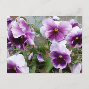 Lila Pansy-vykort Vykort