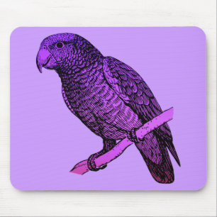Lila Parrot Musmatta