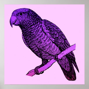 Lila Parrot Poster
