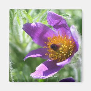 Lila Pasque Blomsterfotografi Magnet