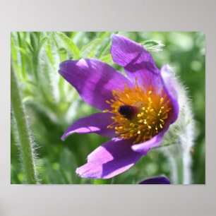Lila Pasque Flower Close Up Poster