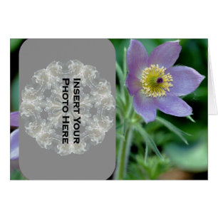 Lila Pasque Flower-fotokort Hälsningskort