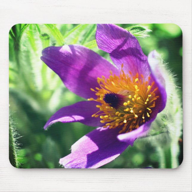 Lila Pasque Flower Musmatta (Framsidan)