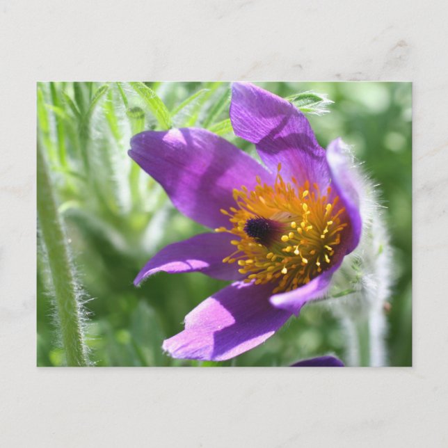 Lila Pasque Flower Photo Postcard Vykort (Framsida)