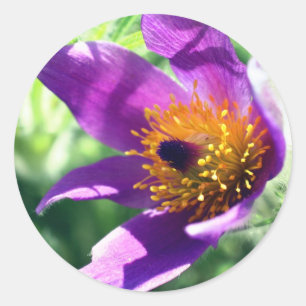 Lila Pasque Flower Runt Klistermärke