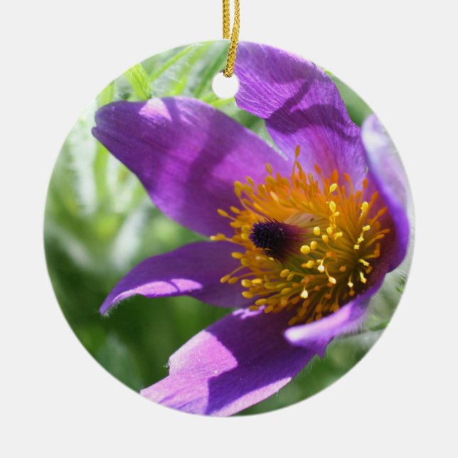 Lila Pasque Makro Flower Ornament (Framsidan)