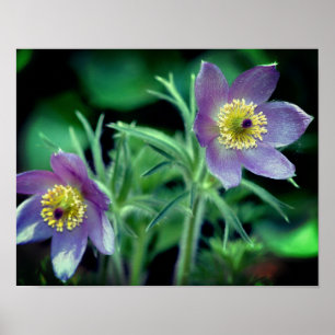 Lila Pasque Vår blommor Close Up Poster