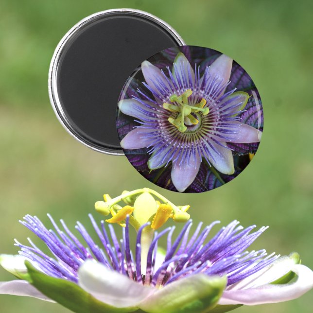 Lila Passiflora Passion Flower Magnet (Skapare uppladdad)