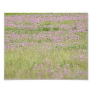 Lila Passion 10 x 8 fotoutskrift Fototryck