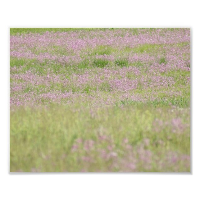 Lila Passion 10 x 8 fotoutskrift Fototryck (Framsidan)