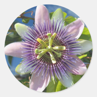 Lila Passion Flower Sticker Runt Klistermärke