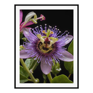 Lila Passion Fruit Flower Fototryck