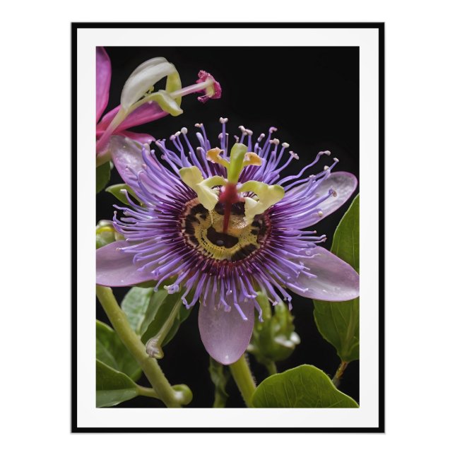 Lila Passion Fruit Flower Fototryck (Framsidan)