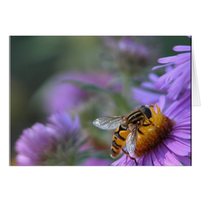 Lila Passion Hälsningskort (Framsidan Horizontal)