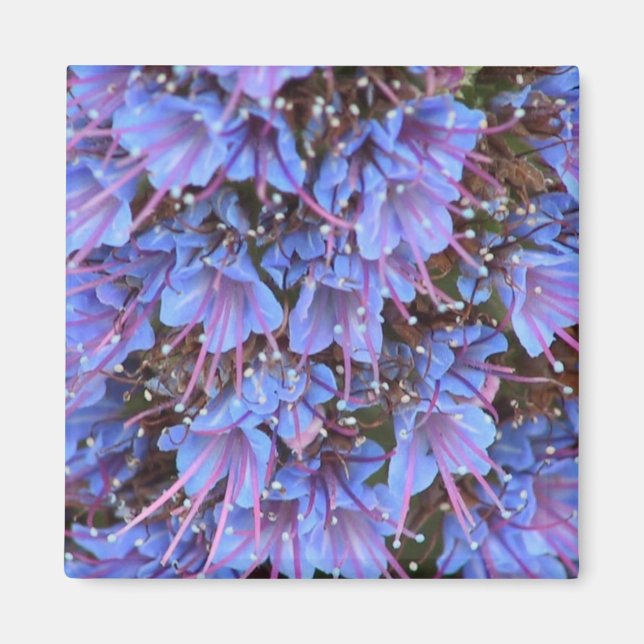 Lila Passion Magnet (Framsidan)