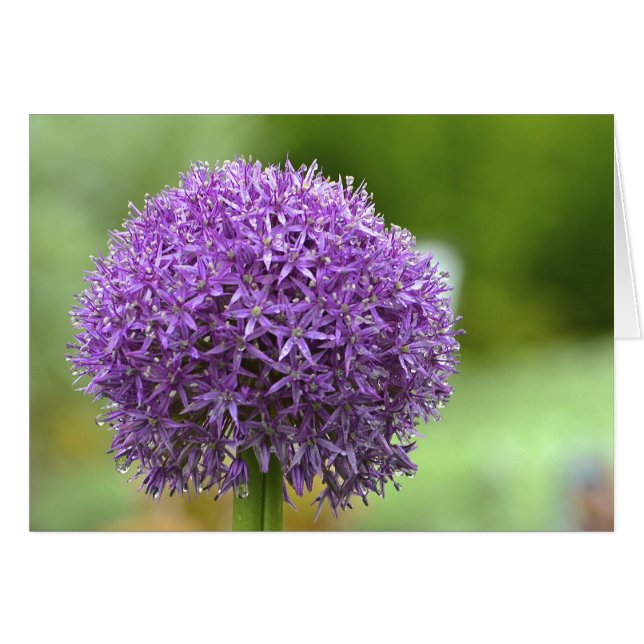 Lila Passion Notecard Hälsningskort (Framsidan Horizontal)