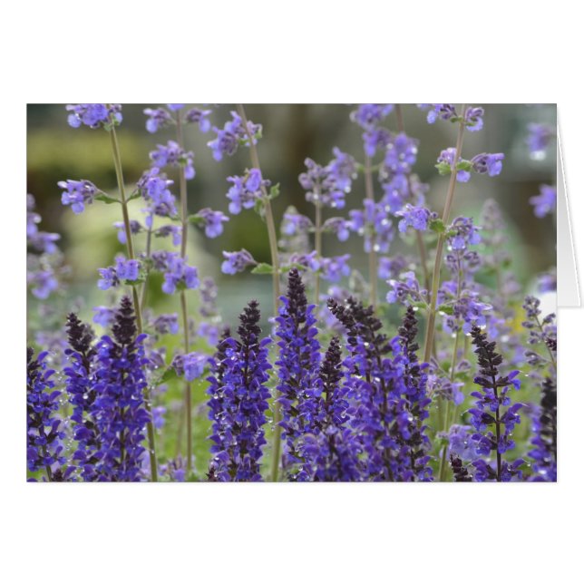 Lila Passion Notecard Hälsningskort (Framsidan Horizontal)