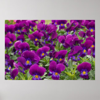 Lila Passion Poster