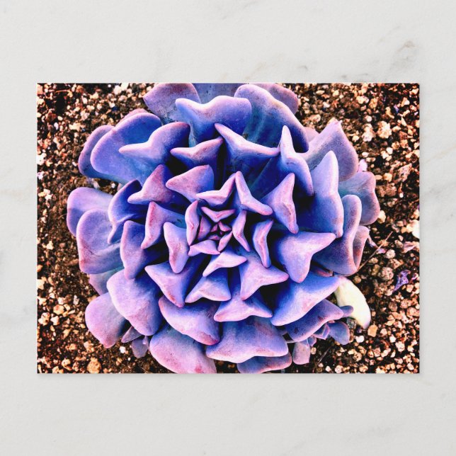 Lila Passion Vykort (Framsida)