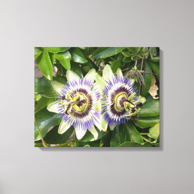 Lila Passionsblomma Botaniskt Canvastryck (Framsida)